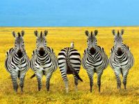 zebras
