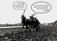 1995.  Suffolk horses ploughing, in Suffolk .