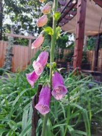 My youngest daughter’s garden in Hamilton, Ontario