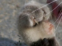 Pfote - Paw