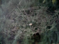 A Web