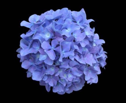 Hydrangea