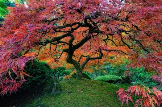 Japanese Garden - Portland, OR