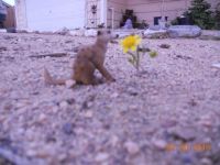 Lonely wildflower & meerkat
