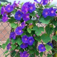 Mission Hills - morning glory
