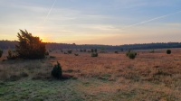 Heide im Tiefental bei Hermannsburg