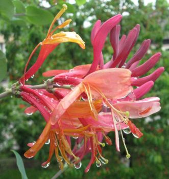 A honeysuckle flower after rain - Kovačnik po dežju