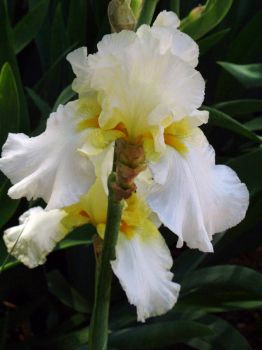 White and Yellow Iris