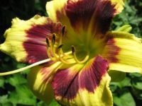 New daylily