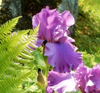 Sunlit Iris