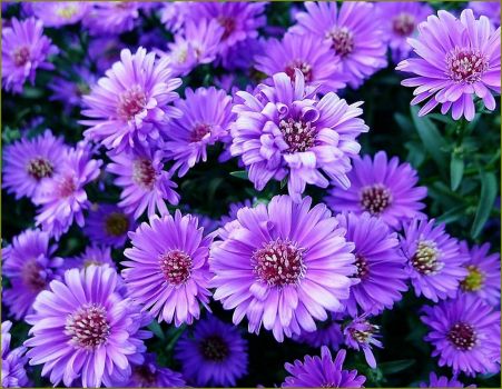 Solve Purple Aesthetic Flowers By Emdizio Jigsaw Puzzle Online With 520 Pieces