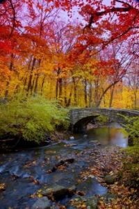 Fall Colors