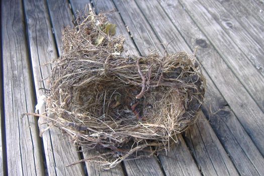 Garden - Birds Nest