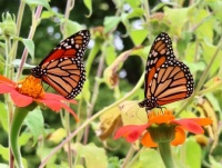 Monarchs in Jean's Garden, Illinois (larger)