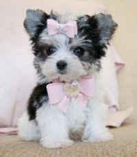 Pink Day - Puppy