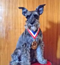 THE TAZ AKC Distinguished Therapy Dog Award