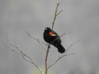 another red-winged blackbird
