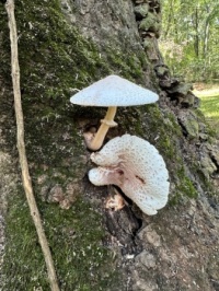 Fungi