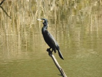 Aalscholver (Cormorant)