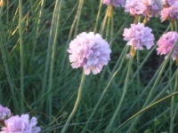 Flowering grass ( Armeria Maritima, german: Grassnelke ( ~ grass carnation) )