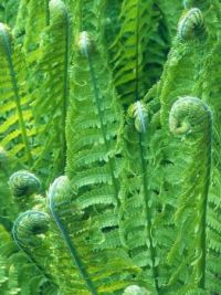Fern