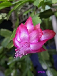 Christmas cactus