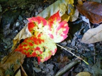 Maple Leaf #3