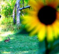 rabbit & sunflower