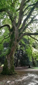 At the Arboretum