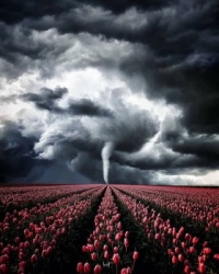 tornado and tulips