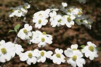 The beautiful Dogwood