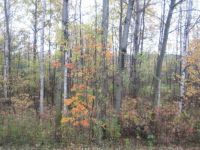 Fall colours in backyard