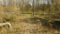 Beaver Clearcut