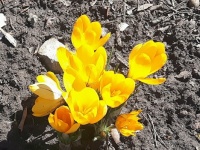 Crocus