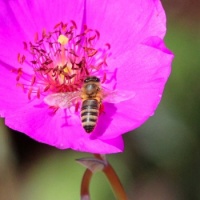Honeybee  on Rock Purslane, Del Mar, California
