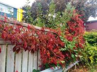 virginia creeper