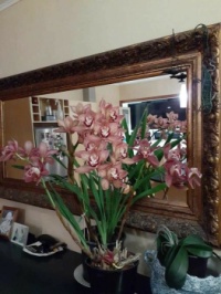 Orchids