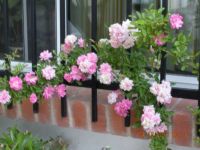 Peggy Martin roses