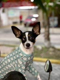 Isla Dog I