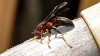 Red Wasp 2
