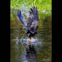 Anhinga ready for takeoff.