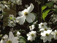 My dogwood  tree
