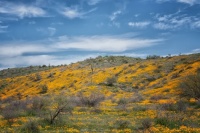 Arizona wildflowers