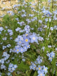 Forget me nots (2)