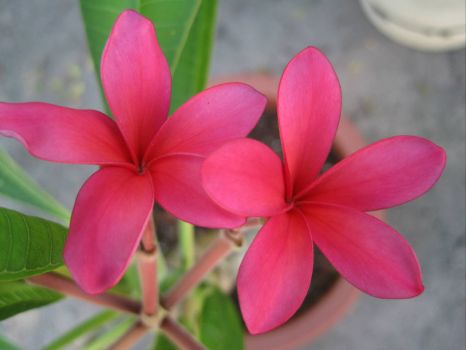 Another of my plumeria