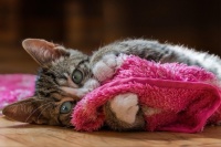 National Pink Day ... adorable! 💕 💕 💕