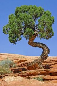 Tree in Canyonlands National Park, Utah (Richard Bartz, commons.wikimedia.org)