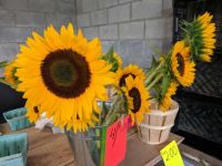 Sunflower Season in PA