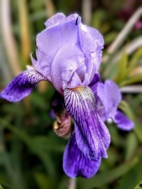 💜🌿💛 Irises 💛🌿💜