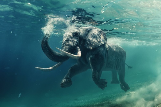 Let's swim with the elephant ♥